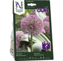 Förpackning med 3 Allium Red Giant blomsterlökar