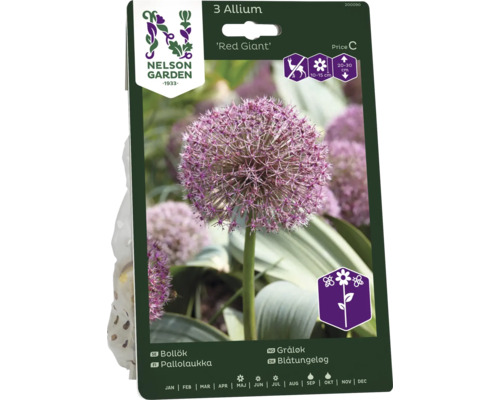 Förpackning med 3 Allium Red Giant blomsterlökar