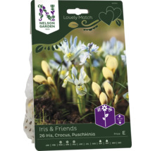 Förpackning med iris, krokus och dvärgirisblomsterlökar