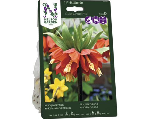 Förpackning med Fritillaria Rubra Maxima lök