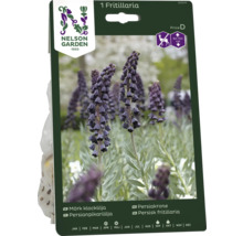 Förpackning med en Fritillaria-växt med en bild av den blommande växten och Nelson Garden-logotypen