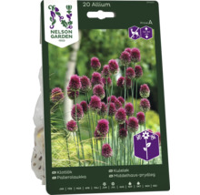 Förpackning med 20 st Allium prydnadslök blomsterlökar