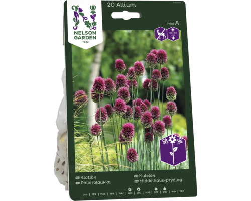 Förpackning med 20 st Allium prydnadslök blomsterlökar