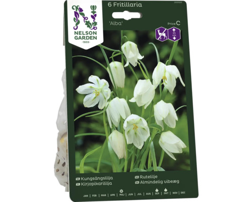 Förpackning med sex Fritillaria Alba blomsterlökar