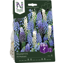 Förpackning Muscari Blueprint med 45 lökar