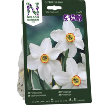 Förpackning med fem Narcissus blomsterlökar, sort Recurvus