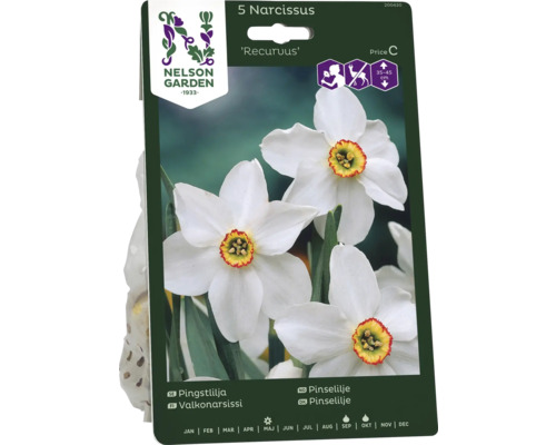 Förpackning med fem Narcissus blomsterlökar, sort Recurvus
