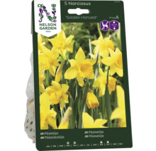 Förpackning narcisser Golden Harvest, fem stycken, planthöjd 35 till 40 centimeter