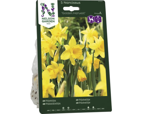 Förpackning narcisser Golden Harvest, fem stycken, planthöjd 35 till 40 centimeter