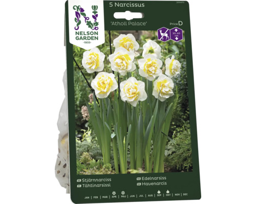 Förpackning Narcisser Atholl Palace blomsterlökar