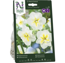 Förpackning med 5 Narcissus Lemon Beauty lökar