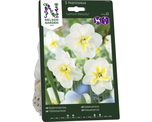 Förpackning med 5 Narcissus Lemon Beauty lökar