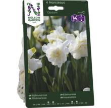 Förpackning med fyra narcisser av sorten ''Obdam'' från Nelson Garden