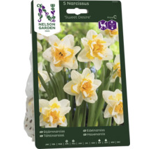Förpackning med narcisslökar Sweet Desire med en höjd på 30 till 40 centimeter