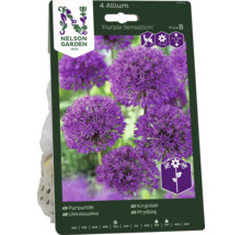 Förpackning med 4 Allium Purple Sensation blomsterlökar