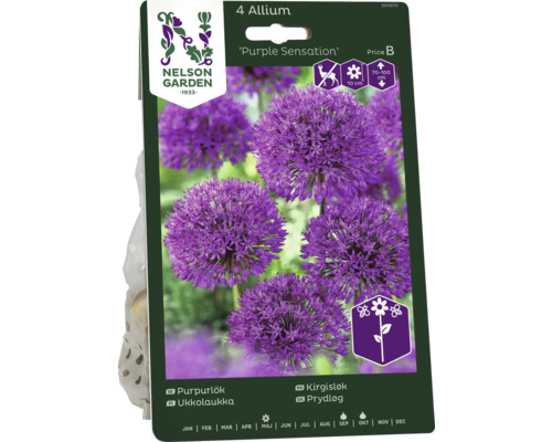 Förpackning med 4 Allium Purple Sensation blomsterlökar