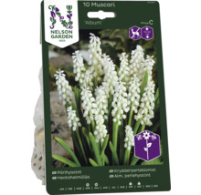 Förpackning med 10 st Muscari Album blomsterlökar