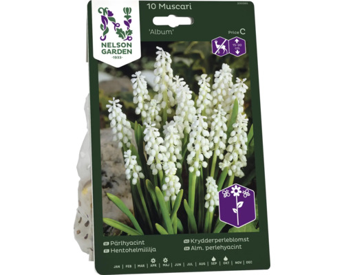 Förpackning med 10 st Muscari Album blomsterlökar