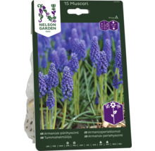 Förpackning med Muscari-blomsterlökar för 15 plantor