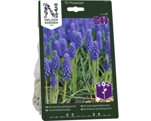 Förpackning med Muscari-blomsterlökar för 15 plantor