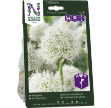 Förpackning med en Allium Mount Everest-lök