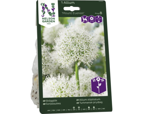 Förpackning med en Allium Mount Everest-lök