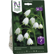 Förpackning med sommarsnöklocka med fem blomsterlökar