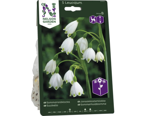 Förpackning med sommarsnöklocka med fem blomsterlökar