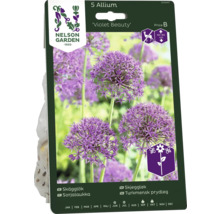 Förpackning med 5 stycken Allium prydnadslök blomsterlökar av sorten Violet Beauty