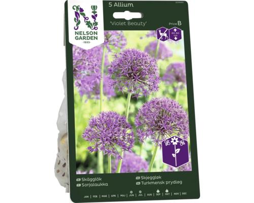 Förpackning med 5 stycken Allium prydnadslök blomsterlökar av sorten Violet Beauty