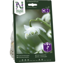 Förpackning med fem Galanthus Flore Pleno blomsterlökar