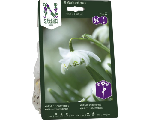 Förpackning med fem Galanthus Flore Pleno blomsterlökar