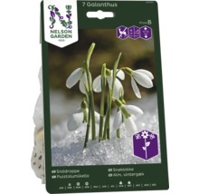 Förpackning med sju Galanthus blomsterlökar
