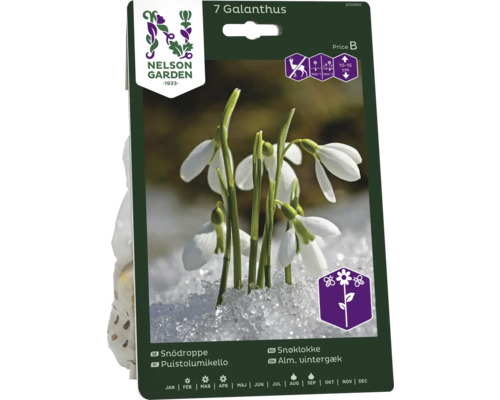 Förpackning med sju Galanthus blomsterlökar