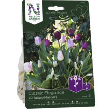 Nelson Garden Classic Elegance blomsterlöksförpackning med 20 tulpaner och pärlhyacinter