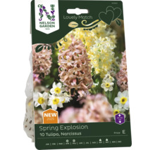 Förpackning Spring Explosion med 10 tulpaner och narcisser