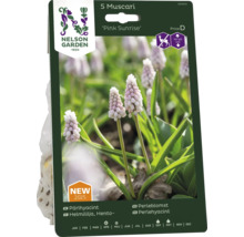 Förpackning Muscari pärlhyacint blomsterlökar av sorten ''Pink Sunrise''