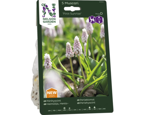 Förpackning Muscari pärlhyacint blomsterlökar av sorten ''Pink Sunrise''
