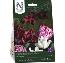 Förpackning med 9 Tulipa Paradise Beauties från Nelson Garden