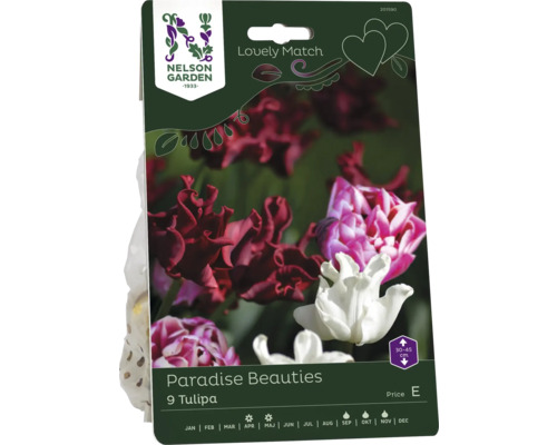 Förpackning med 9 Tulipa Paradise Beauties från Nelson Garden