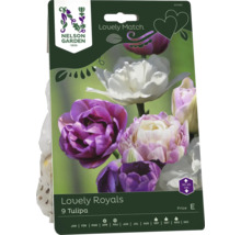 Förpackning med tulpanlökar Lovely Royals från Nelson Garden