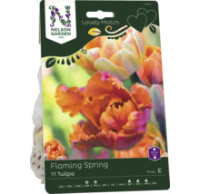 Förpackning Flaming Spring tulpanlökar, 11 stycken
