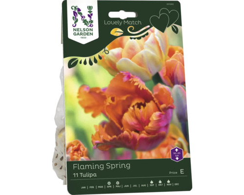 Förpackning Flaming Spring tulpanlökar, 11 stycken