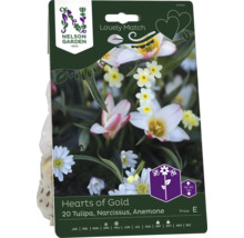 Förpackning med 20 tulpaner, påskliljor och anemonlökar av sorten Hearts of Gold från Nelson Garden