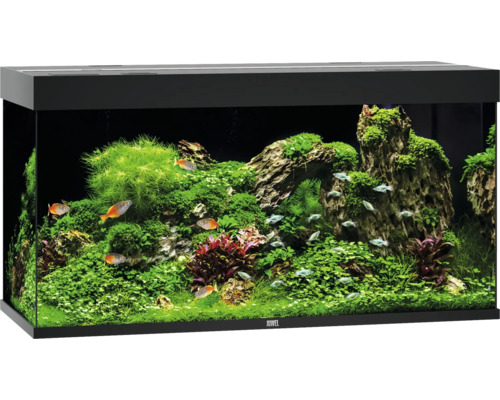 Inrett akvarium med fiskar och växter