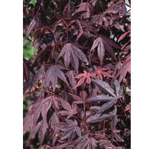 Japansk blodlönn OMNIA GARDEN Acer palmatum 'Atropurpureum' 3-pack