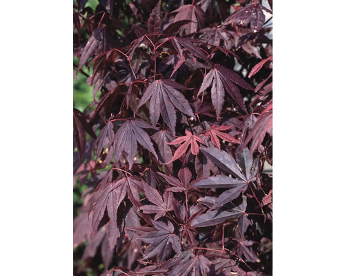 Närbild av en japansk lönn med mörkröda blad.