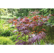 Japansk blodlönn OMNIA GARDEN Acer palmatum 'Atropurpureum' 3-pack