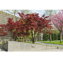 Japansk blodlönn OMNIA GARDEN Acer palmatum 'Atropurpureum' 3-pack