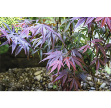 Japansk blodlönn OMNIA GARDEN Acer palmatum 'Atropurpureum' 3-pack